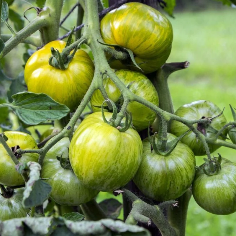 Green Zebra Tomato Seeds – Heirloom, Striped, Tangy & Sweet