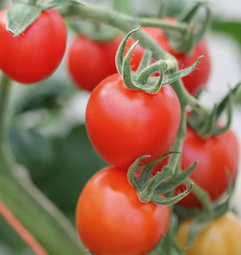 Mountain Magic Tomato Seeds – Disease-Resistant Hybrid for Sweet & Juicy Harvests