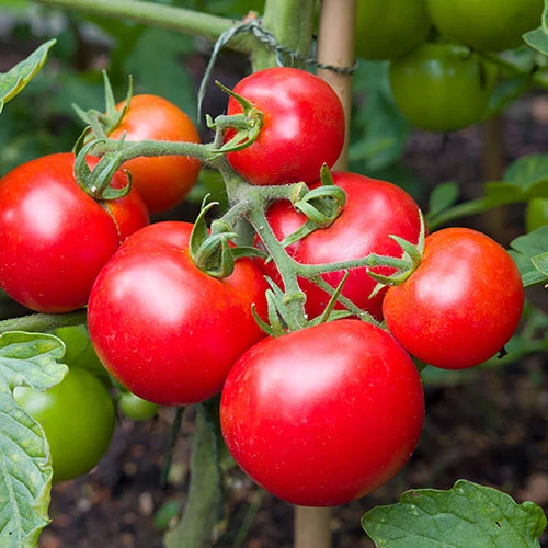Moneymaker Tomato Seeds – High-Yield, Classic Heirloom Variety