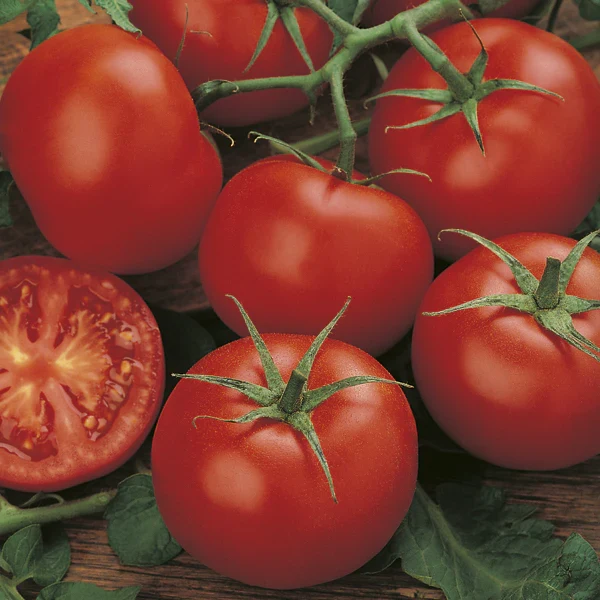 Moneymaker Tomato Seeds – High-Yield, Classic Heirloom Variety