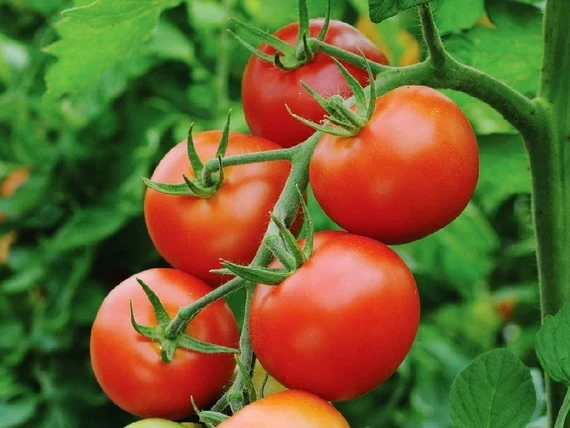 Moneymaker Tomato Seeds – High-Yield, Classic Heirloom Variety