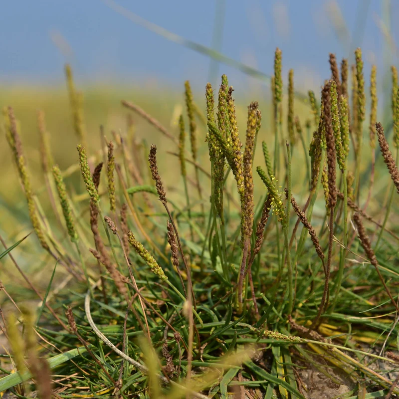 Plantain maritime ( Plantago maritima )