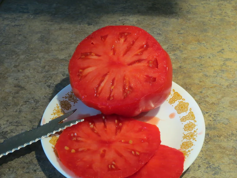 Tomate grecque de Michael - Bio ( Solanum lycopersicum ‘Michael’s Greek’)