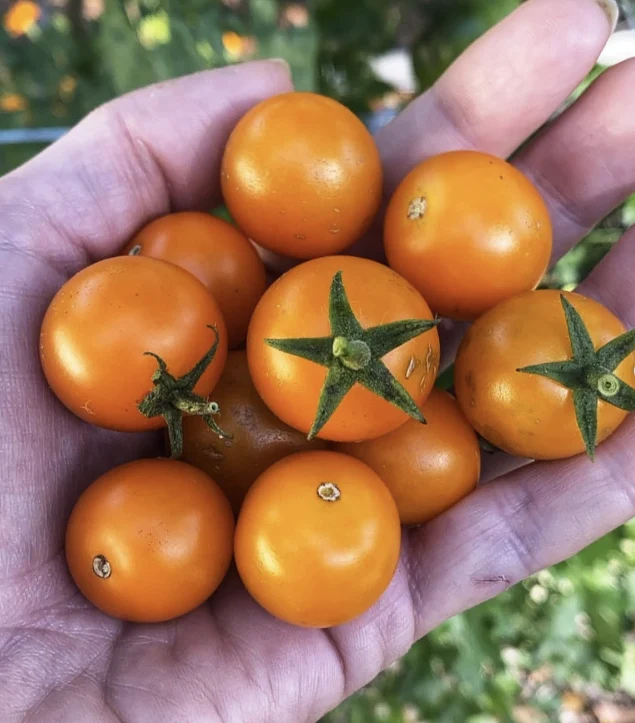 Tomate Sun Gold F1 - Bio ( Solanum lycopersicum ‘Sun Gold F1’)
