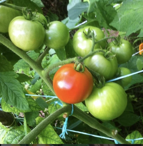 Tomate à trancher Beaverlodge - Bio ( Solanum lycopersicum ‘Beaverlodge Slicer’)