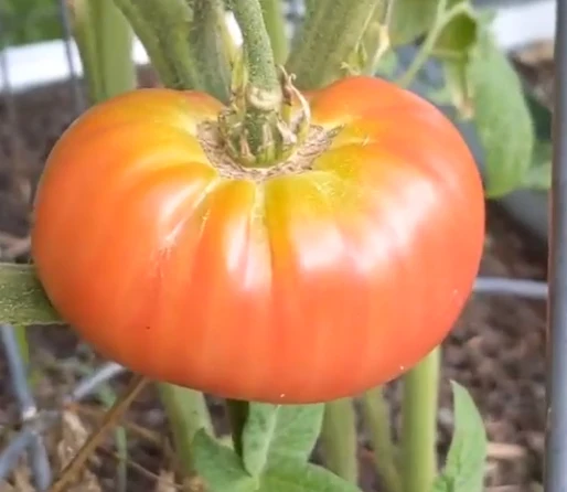 Tomate Tiffen Mennonite - Bio ( Solanum lycopersicum ‘Tiffen Mennonite’)
