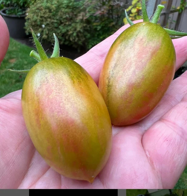 Tomate Lucky Tiger - Bio ( Solanum lycopersicum ‘Lucky Tiger’)