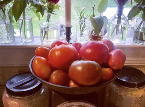 Tomate Iron Lady F1 - Bio ( Solanum lycopersicum ‘Iron Lady F1’)