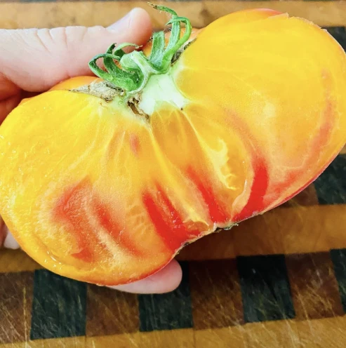 Tomate GinFiz F1 - Bio ( Solanum lycopersicum ‘GinFiz F1’)