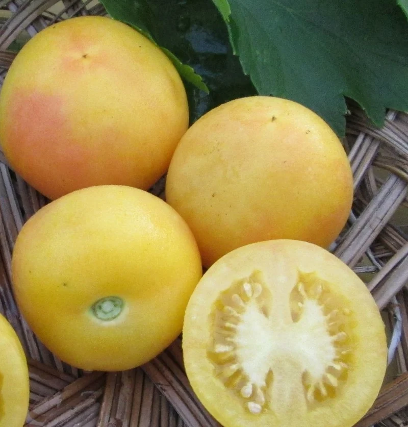 Tomate Abricot - Bio ( Solanum lycopersicum ‘Apricot’)
