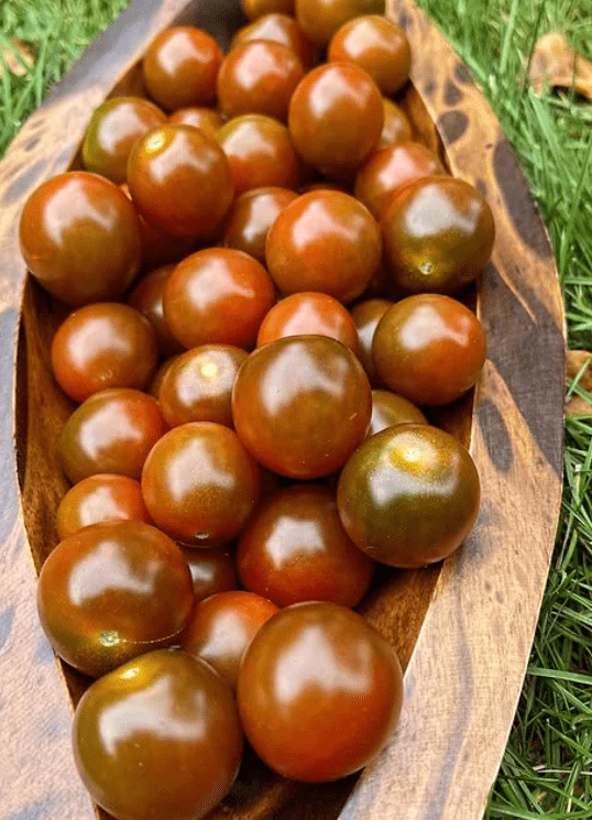 Tomate cerise Brune - Bio ( Solanum lycopersicum ‘Brown Berry’)