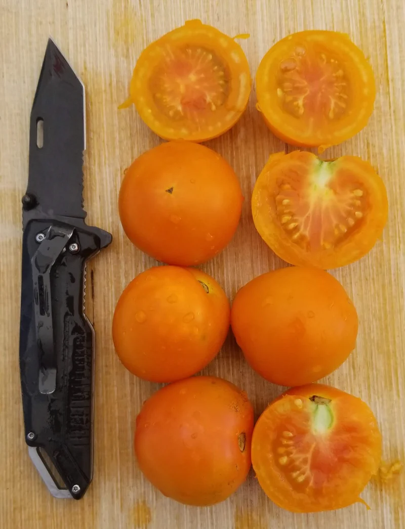 Tomate Jaune Flamme - Bio ( Solanum lycopersicum ‘Jaune Flamme’)