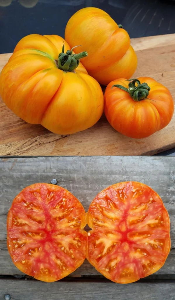 Tomate Rainbow Jazz Heart - Bio ( Solanum lycopersicum ‘Rainbow Jazz Heart’)