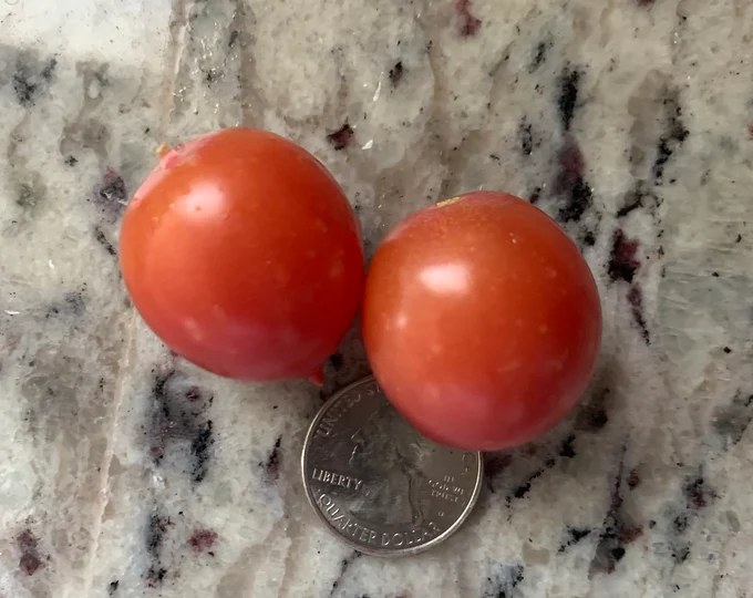 Tomate Ditmarsher - Bio ( Solanum lycopersicum ‘Ditmarsher’)