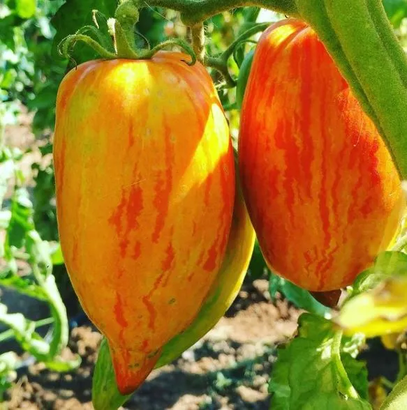 Tomate Striped Roman - Bio ( Solanum lycopersicum ‘Striped Roman’)
