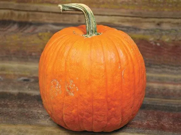 Citrouille des champs du Connecticut - Bio ( Cucurbita pepo ‘Connecticut Field’)
