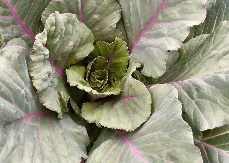 Chou cavalier Ole Timey Blue - Bio ( Brassica oleracea var. viridis ‘Ole Timey Blue’)