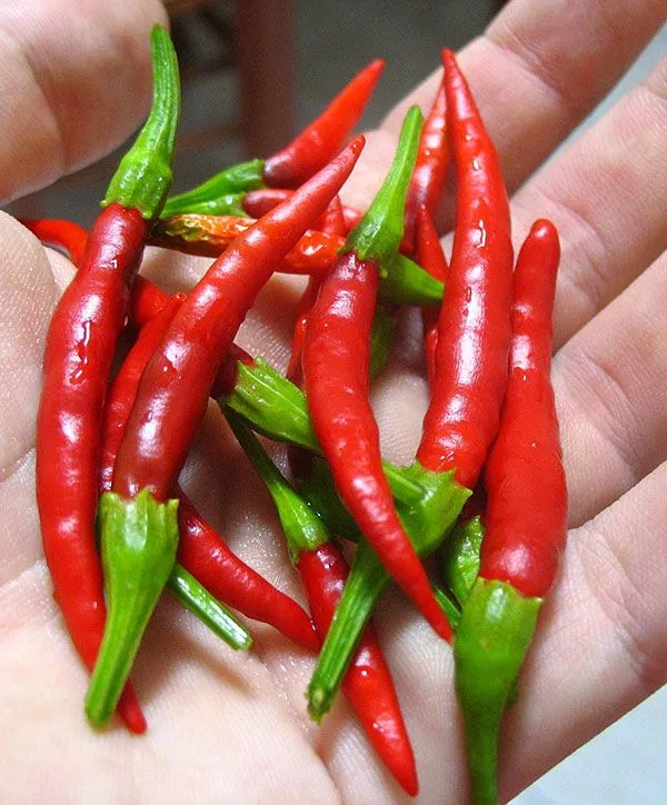 Piment fort Chile de Arbol - Bio ( Capsicum annuum ‘Chile de Arbol’)
