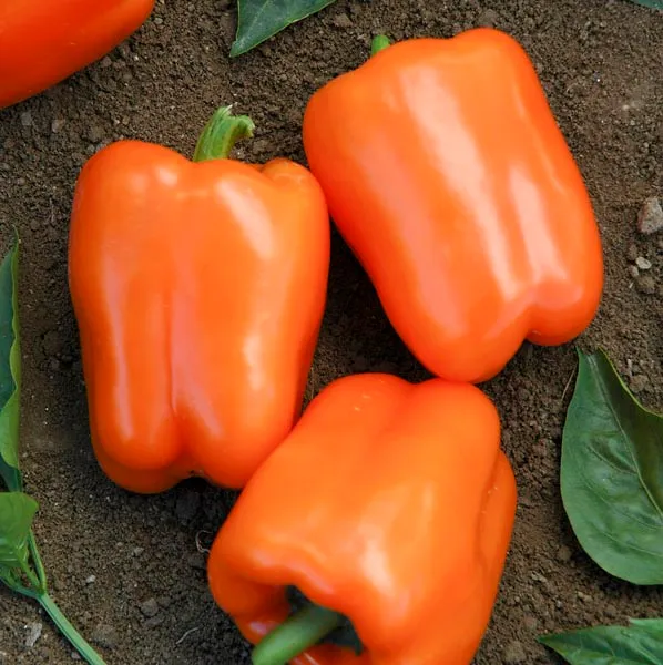 Poivron doux Orange King - Bio ( Capsicum annuum ‘Orange King’)