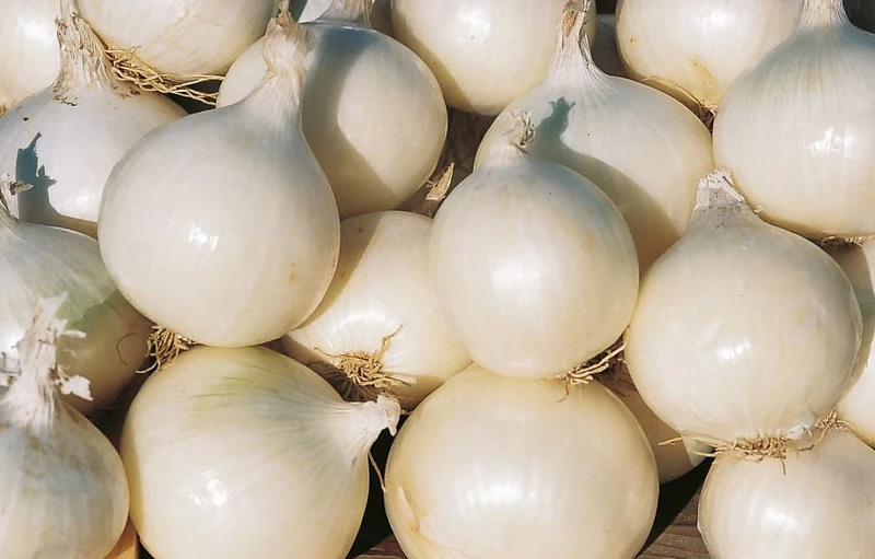 Oignon Gladstone - Bio ( Allium cepa ‘Gladstone’)