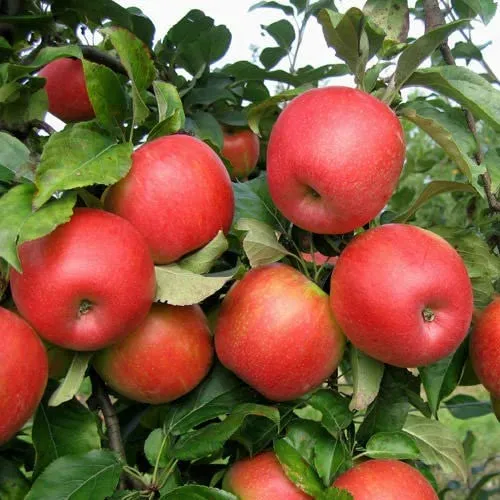 Foxwhelp Apple Seeds for Planting – Traditional Tart & Bold Cider Apples