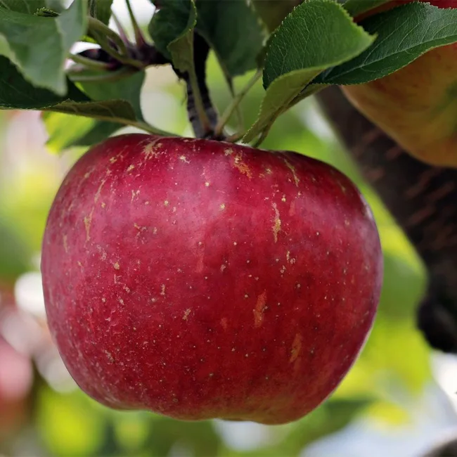 Foxwhelp Apple Seeds for Planting – Traditional Tart & Bold Cider Apples