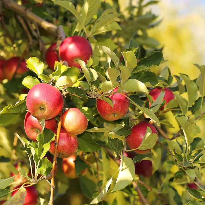 Ein Shemer Apple Seeds for Planting – Sweet, Tart & Heat-Tolerant Apple Trees