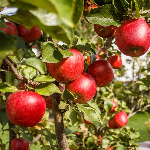 Ein Shemer Apple Seeds for Planting – Sweet, Tart & Heat-Tolerant Apple Trees
