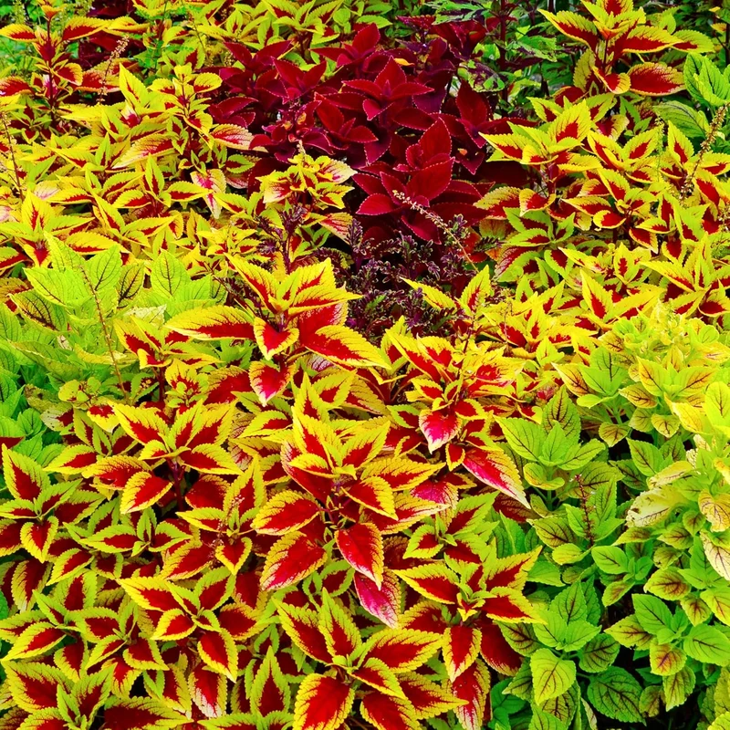 Coleus Giant Exhibition Mix Seeds, Extra Large Vibrant Foliage for Stunning Garden Displays