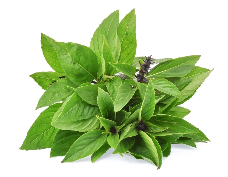 Cinnamon Basil Seeds – Heirloom, Non-GMO Aromatic Herb for Culinary & Garden Use