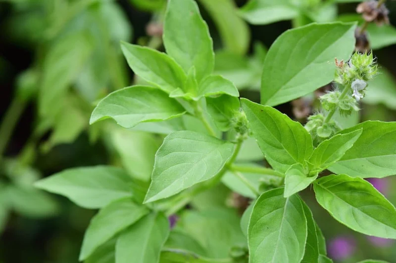 Lemon Basil Seeds – Heirloom, Non-GMO Fragrant Culinary Herb for Home & Garden