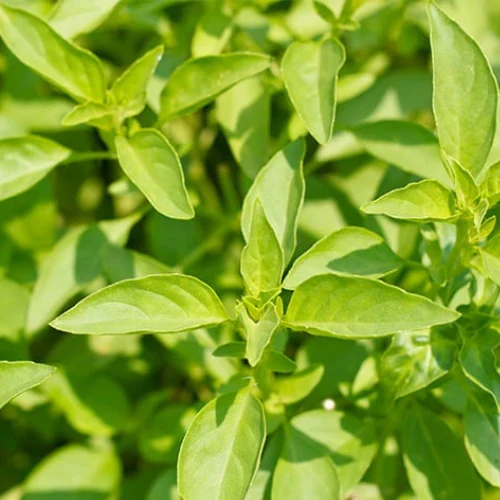 Lemon Basil Seeds – Heirloom, Non-GMO Fragrant Culinary Herb for Home & Garden