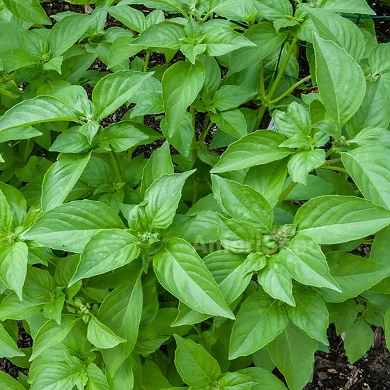 Lemon Basil Seeds – Heirloom, Non-GMO Fragrant Culinary Herb for Home & Garden