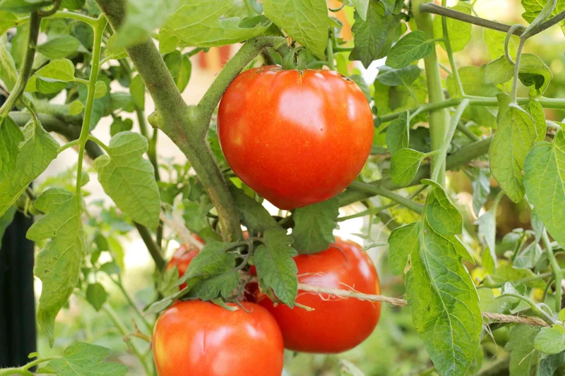 Celebrity Tomato Seeds – High-Yield, Disease-Resistant Hybrid for Juicy, Flavorful Harvests