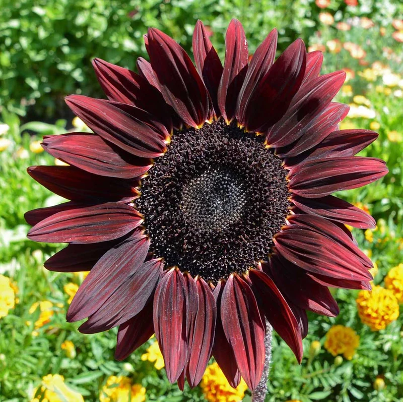 Burgundy with Black Center Sunflower Seeds – Bold, Dark Blooms for Gardens