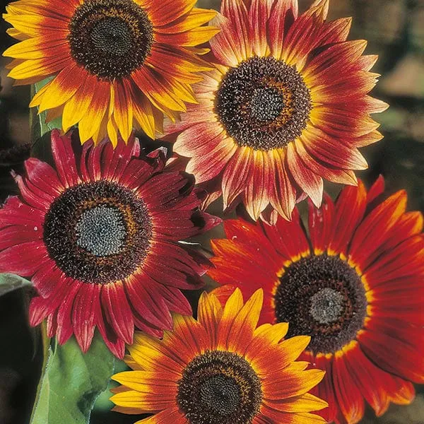 Red with Golden Highlights Sunflower Seeds – Stunning Bicolor Blooms for Gardens