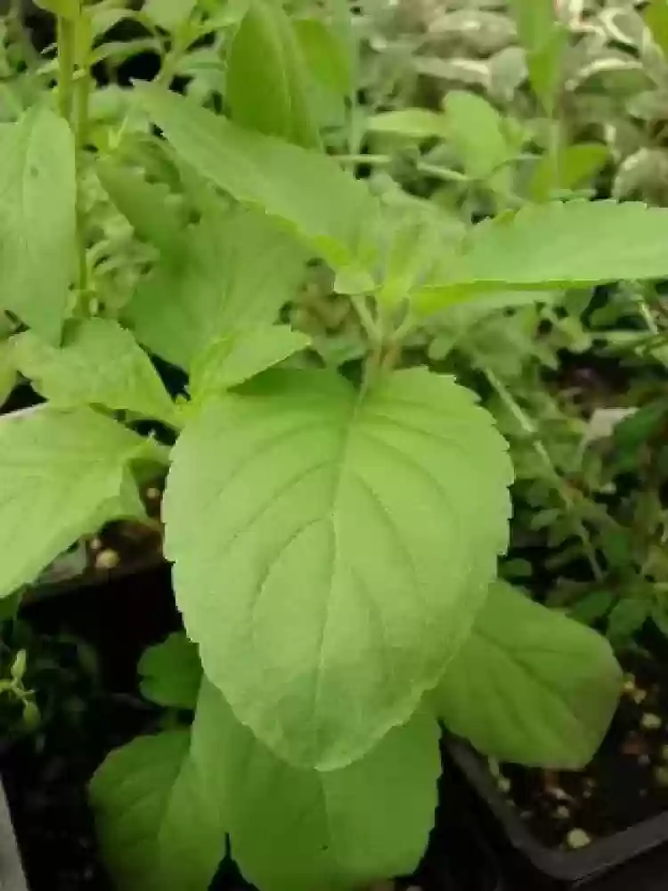 Vana Tulsi Seeds – Organic Holy Basil | Premium Quality Medicinal Herb for Home & Garden