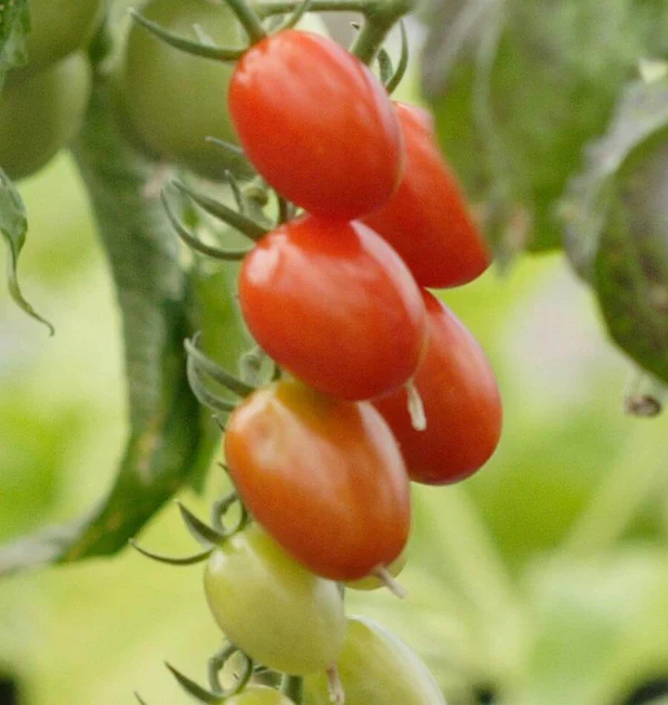 Grape Tomato Seeds – Sweet & Juicy - High-Yield Heirloom Variety