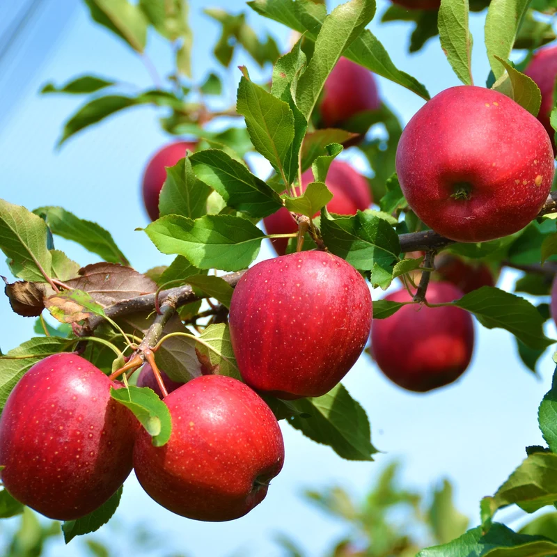 Stayman Winesap Apple Seeds for Planting – Tart, Spicy & Flavorful Heirloom Apples