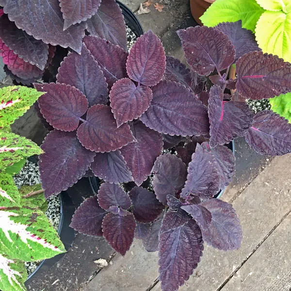 Coleus Giant Exhibition Palisandra Seeds, Deep Purple-Black Foliage for Dramatic Garden Contrast
