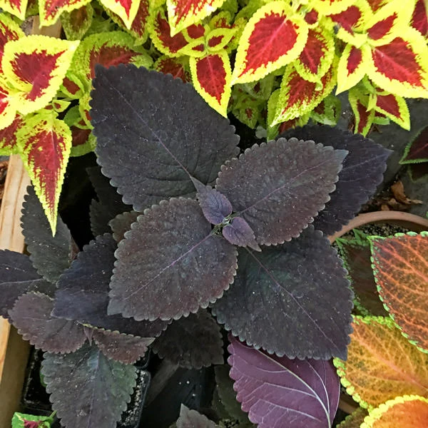 Coleus Giant Exhibition Palisandra Seeds, Deep Purple-Black Foliage for Dramatic Garden Contrast