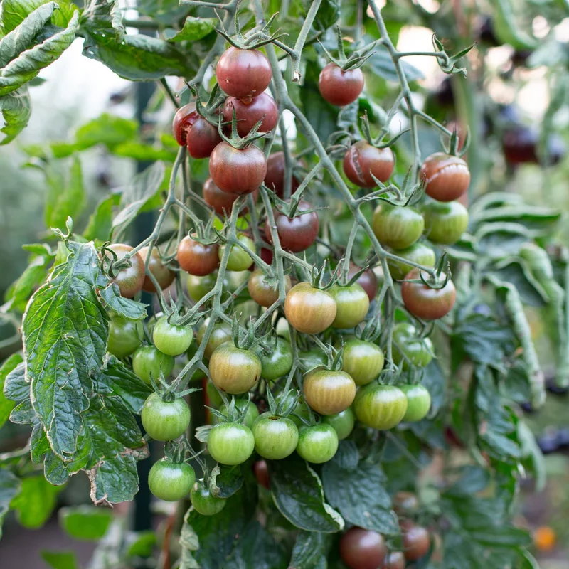 Chocolate Cherry Tomato Seeds – Sweet & Juicy Heirloom Variety