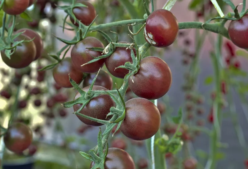 Chocolate Cherry Tomato Seeds – Sweet & Juicy Heirloom Variety
