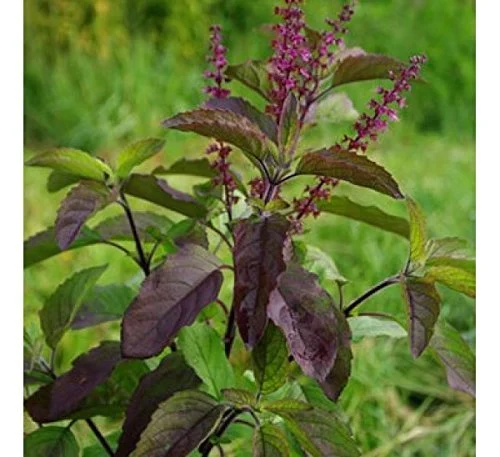 Krishna Tulsi Seeds – Holy Basil Seeds for Planting | Organic Herb