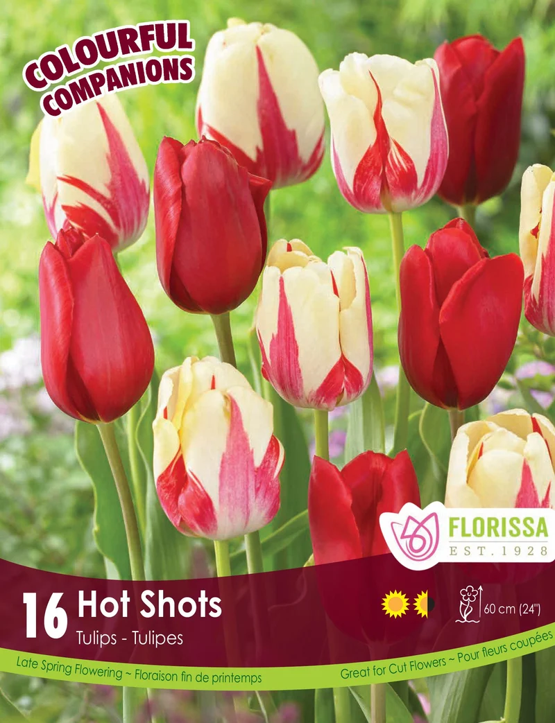 Harmonie florale Hot Shots ( Tulipa spp.)
