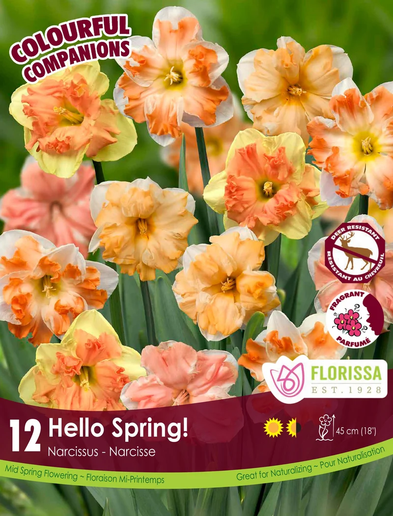 Harmonie florale Hello Spring! ( Narcissus spp.)