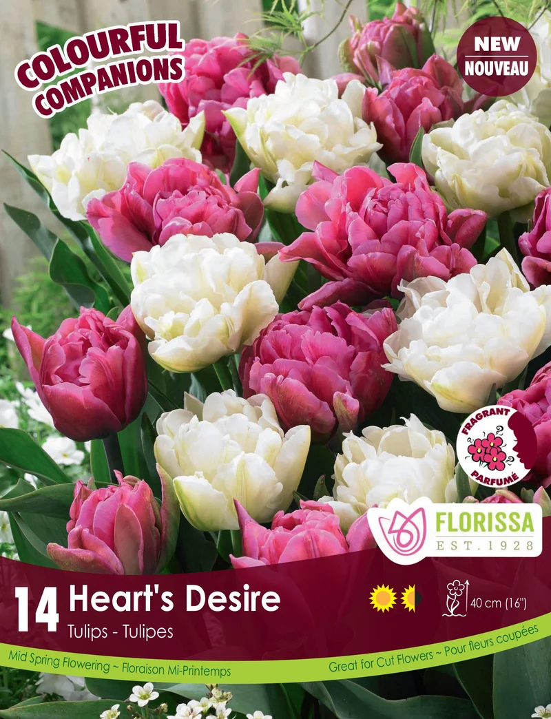 Harmonie florale Heart's Desire ( Tulipa spp.)