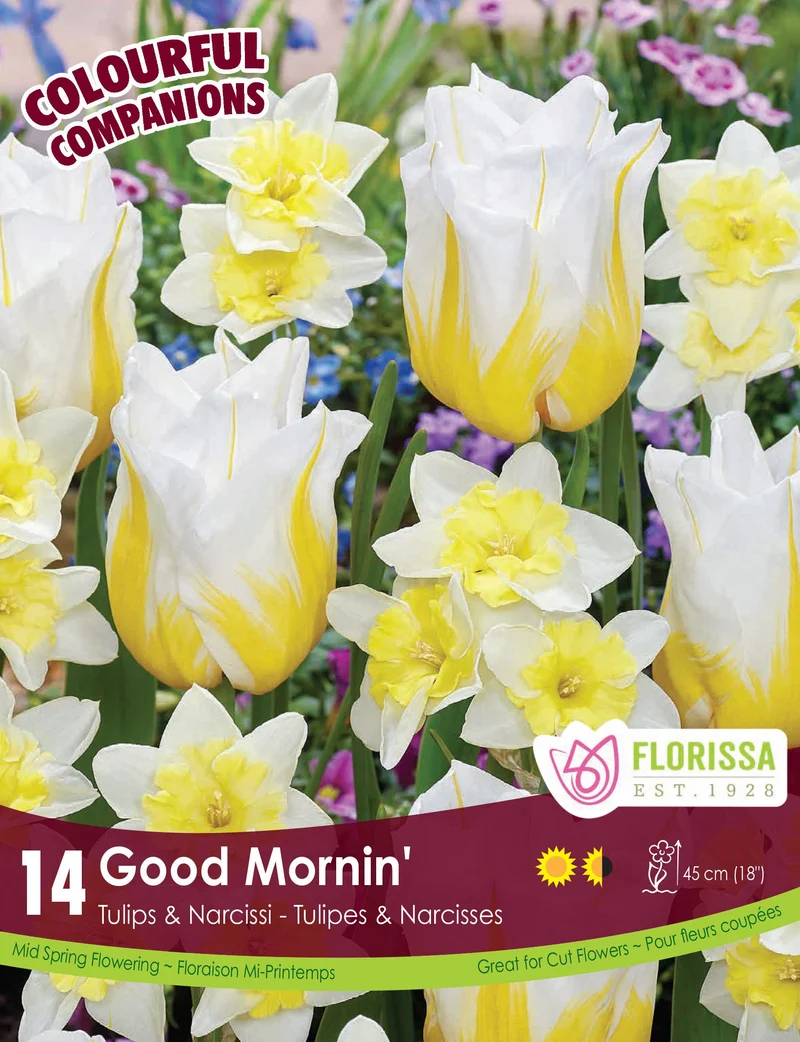 Tulipes et narcisses Good Mornin' ( Tulipa spp. et Narcissus spp.)