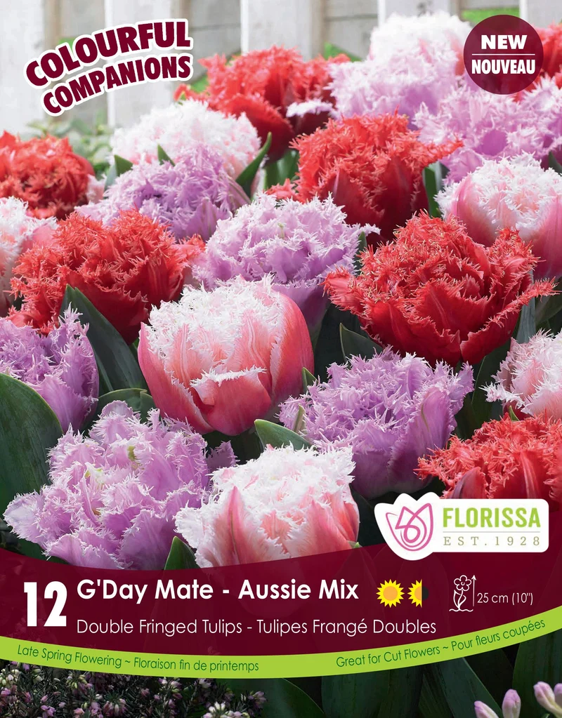 Harmonie florale G'Day Mate – Aussie Mix ( Tulipa spp.)