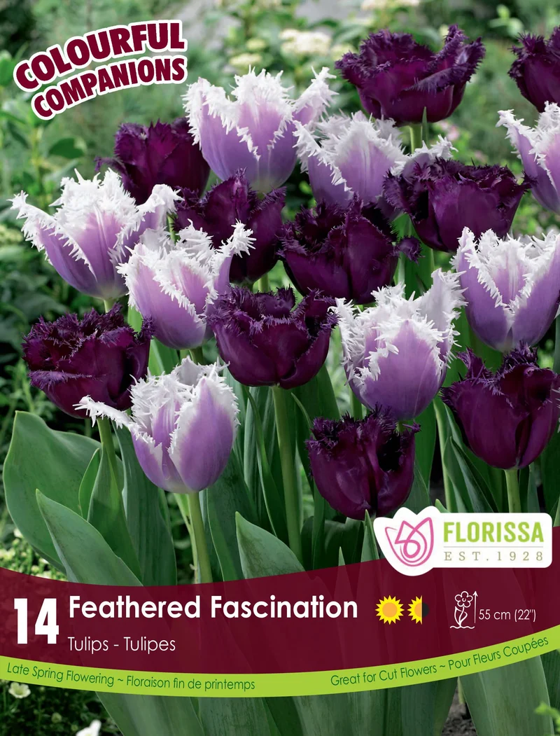 Harmonie florale Feathered Fascination ( Tulipa spp.)